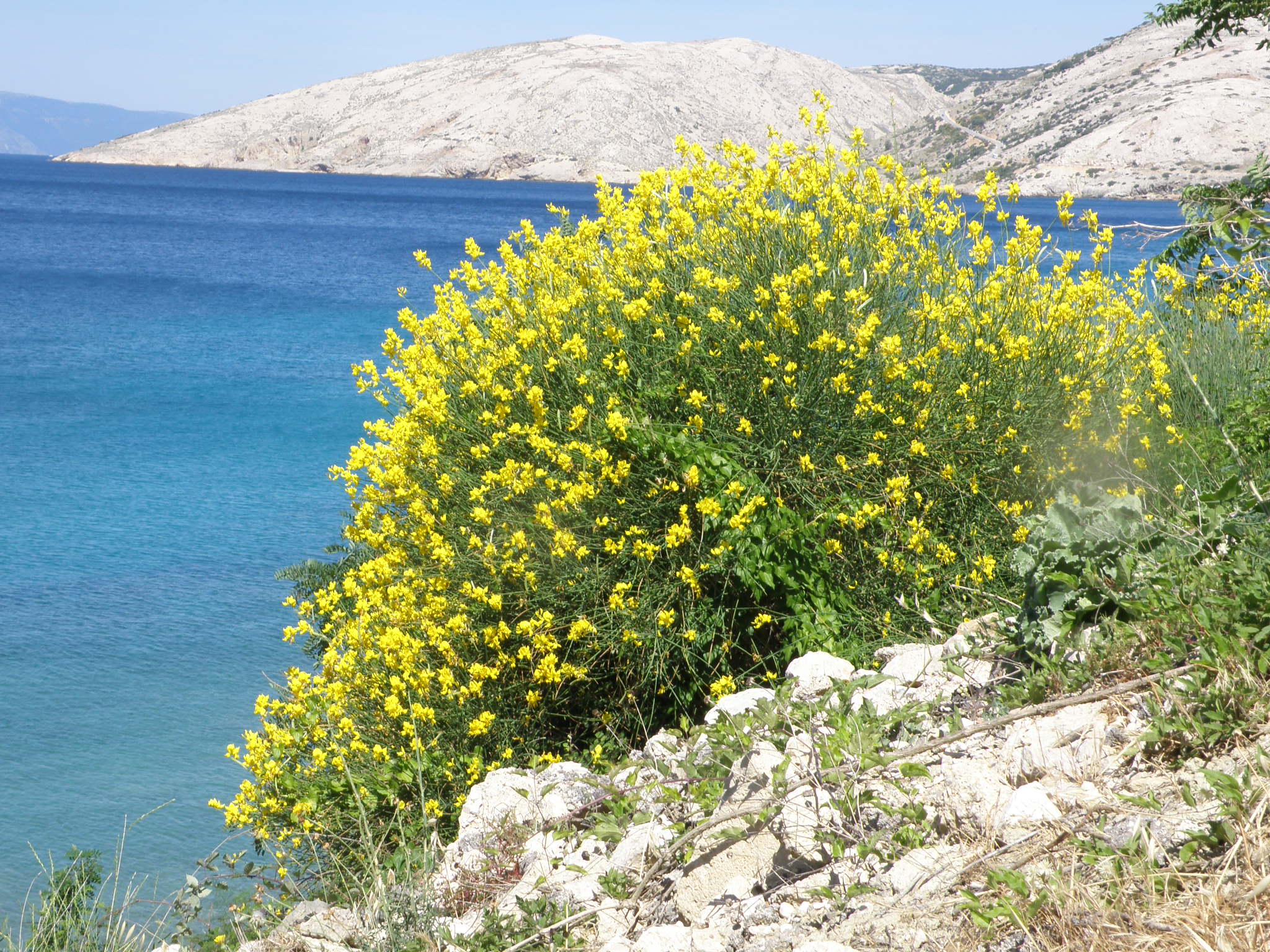  Rush broom, Weaver's broom
